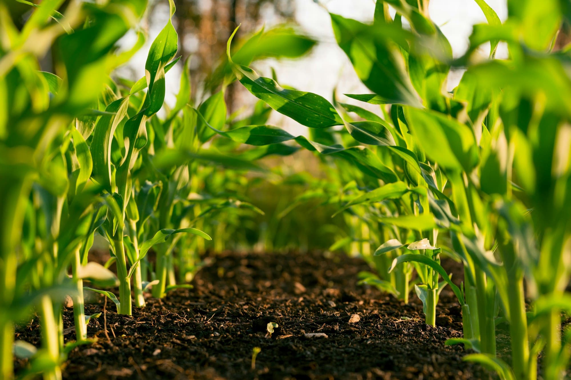 Rows of young crops
