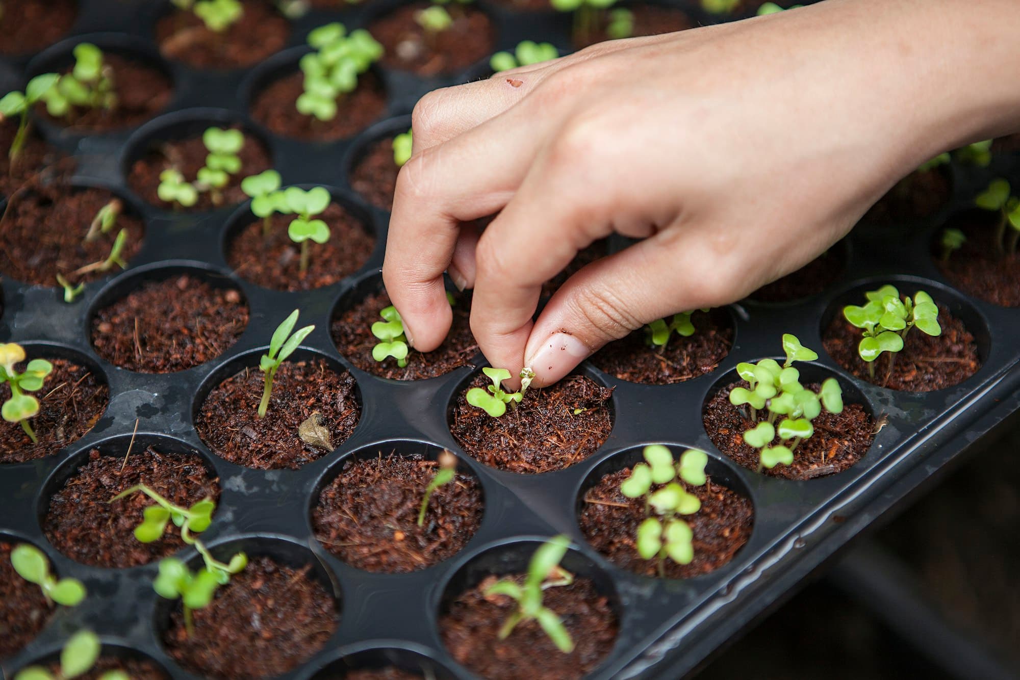Hands planting seedlings